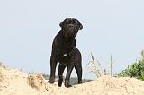 CANE CORSO 176